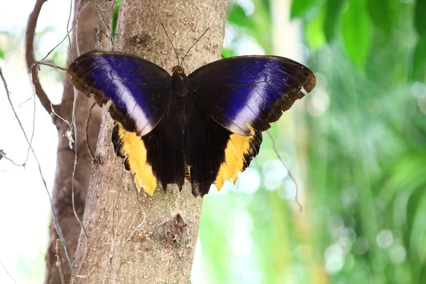 Vista Sobre Una Mariposa Serre Aux Papillons Queue Les Yvelines — Foto de Stock