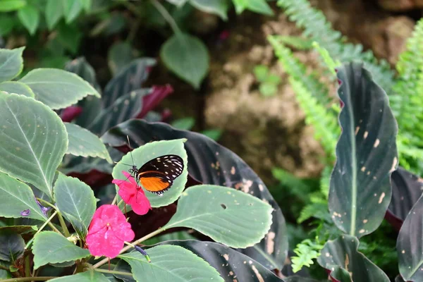 View Butterfly Serre Aux Papillons Queue Les Yvelines France — Foto de Stock