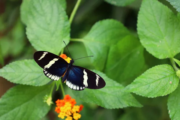 View Butterfly Serre Aux Papillons Queue Les Yvelines France — Photo