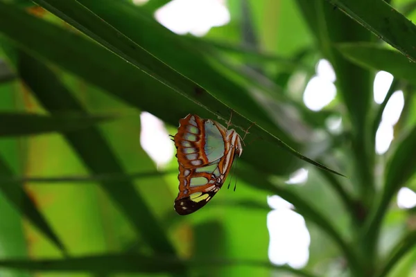 View Butterfly Serre Aux Papillons Queue Les Yvelines France — Photo