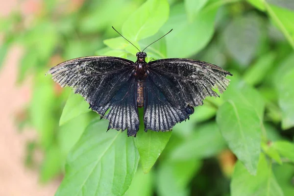 Vista Sobre Una Mariposa Serre Aux Papillons Queue Les Yvelines — Foto de Stock