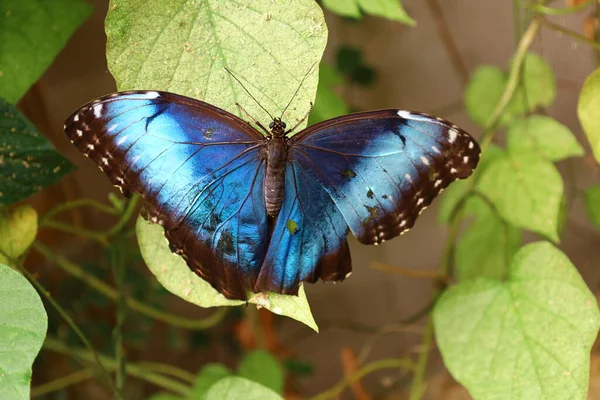 View Butterfly Serre Aux Papillons Queue Les Yvelines France — стоковое фото