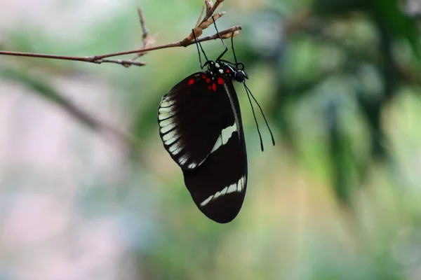 Blick Auf Einen Schmetterling Den Serre Aux Papillons Queue Les — Stockfoto