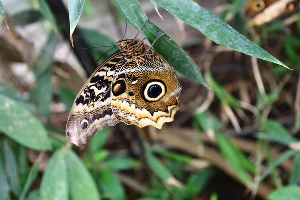 Blick Auf Einen Schmetterling Den Serre Aux Papillons Queue Les — Stockfoto