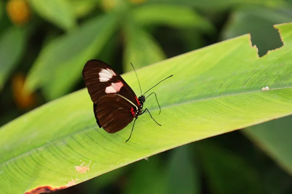 Προβολή Μιας Πεταλούδας Στο Serre Aux Papillons Στο Queue Les — Φωτογραφία Αρχείου