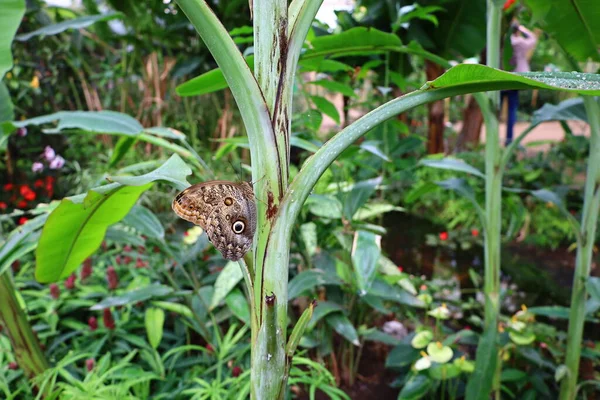 View Butterfly Serre Aux Papillons Queue Les Yvelines France — Foto de Stock