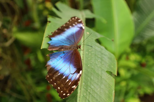 Vista Sobre Una Mariposa Serre Aux Papillons Queue Les Yvelines — Foto de Stock