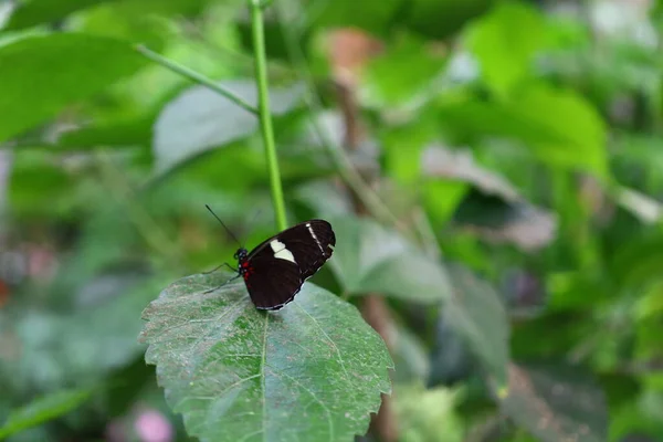 Вид Метелика Serre Aux Papillons Queue Les Yvelines Франції — стокове фото