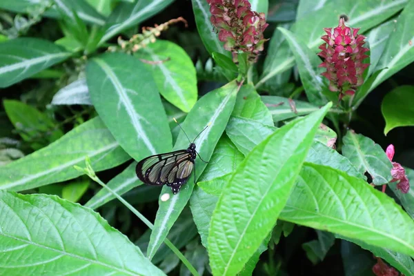 View Butterfly Serre Aux Papillons Queue Les Yvelines France — Foto de Stock
