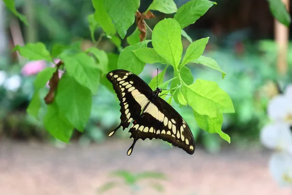 View Butterfly Serre Aux Papillons Queue Les Yvelines France — Foto de Stock