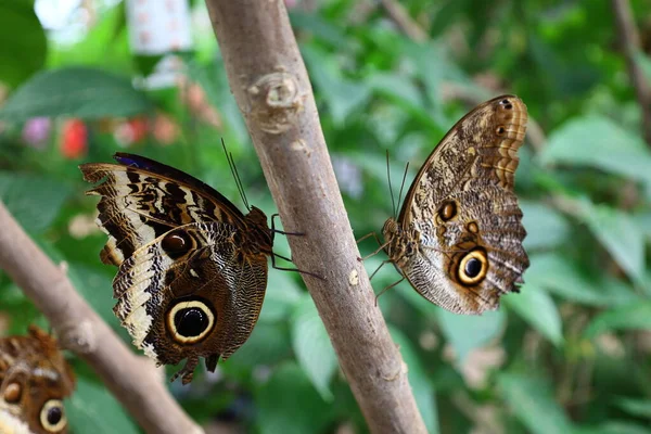 Blick Auf Einen Schmetterling Den Serre Aux Papillons Queue Les — Stockfoto