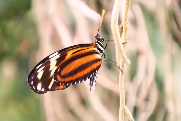 Veduta Una Farfalla Nelle Serre Aux Papillons Queue Les Yvelines — Foto Stock