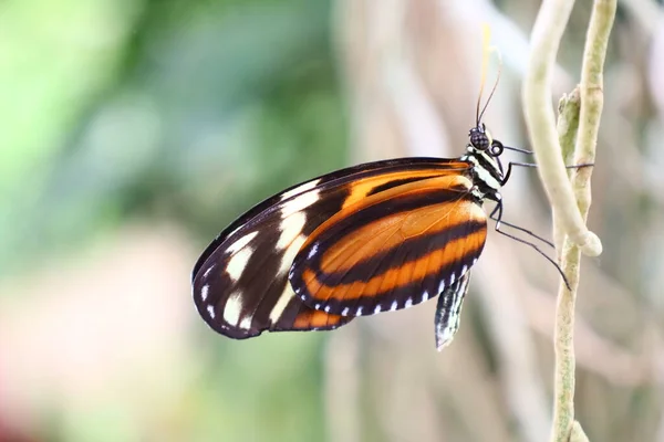 View Butterfly Serre Aux Papillons Queue Les Yvelines France — Foto de Stock