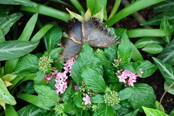 View Butterfly Serre Aux Papillons Queue Les Yvelines France — Stock Photo, Image