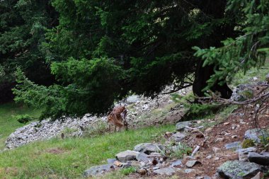 Merlet Park 'taki hayvanlara bakın. Chamonix Vadisi 'nin 1500 metre yukarısına tünemiş bir parktır. Mont-blanc dağ sırasının nefes kesici bir manzarası sunar.