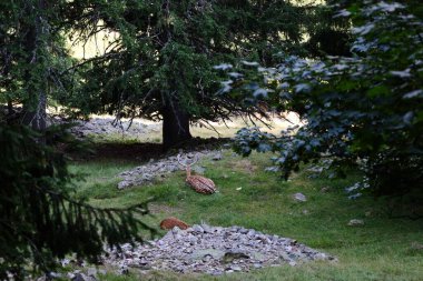 Merlet Park 'taki hayvanlara bakın. Chamonix Vadisi 'nin 1500 metre yukarısına tünemiş bir parktır. Mont-blanc dağ sırasının nefes kesici bir manzarası sunar.