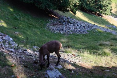 Merlet Park 'taki hayvanlara bakın. Chamonix Vadisi 'nin 1500 metre yukarısına tünemiş bir parktır. Mont-blanc dağ sırasının nefes kesici bir manzarası sunar.