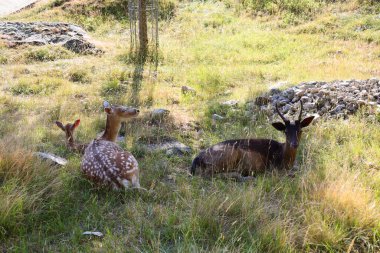 Merlet Park 'taki hayvanlara bakın. Chamonix Vadisi 'nin 1500 metre yukarısına tünemiş bir parktır. Mont-blanc dağ sırasının nefes kesici bir manzarası sunar.