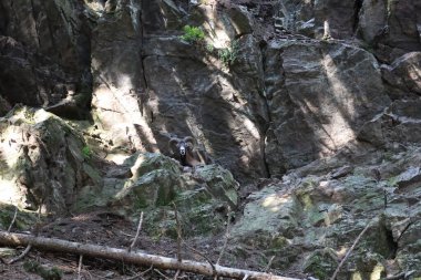 Merlet Park 'taki hayvanlara bakın. Chamonix Vadisi 'nin 1500 metre yukarısına tünemiş bir parktır. Mont-blanc dağ sırasının nefes kesici bir manzarası sunar.