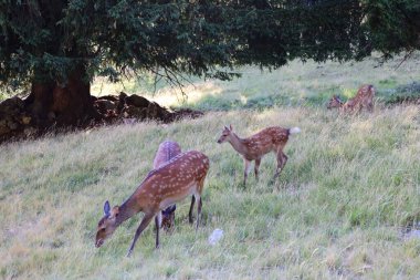 Merlet Park 'taki hayvanlara bakın. Chamonix Vadisi 'nin 1500 metre yukarısına tünemiş bir parktır. Mont-blanc dağ sırasının nefes kesici bir manzarası sunar.