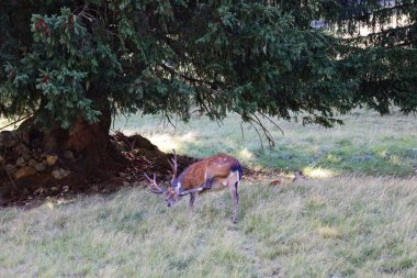 Merlet Park 'taki hayvanlara bakın. Chamonix Vadisi 'nin 1500 metre yukarısına tünemiş bir parktır. Mont-blanc dağ sırasının nefes kesici bir manzarası sunar..