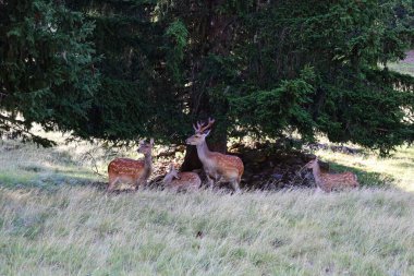 Merlet Park 'taki hayvanlara bakın. Chamonix Vadisi 'nin 1500 metre yukarısına tünemiş bir parktır. Mont-blanc dağ sırasının nefes kesici bir manzarası sunar..