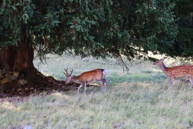 Merlet Park 'taki hayvanlara bakın. Chamonix Vadisi 'nin 1500 metre yukarısına tünemiş bir parktır. Mont-blanc dağ sırasının nefes kesici bir manzarası sunar..