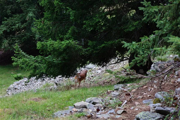 View Animals Merlet Park Park Perched Altitude 500 Valley Chamonix — Stock Photo, Image