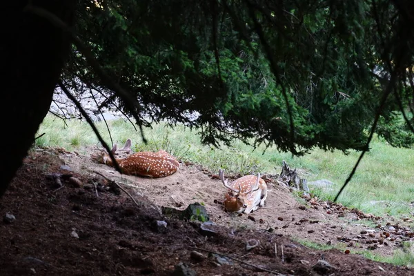 Blick Auf Tiere Merlet Park Ist Ein Park Einer Höhe — Stockfoto