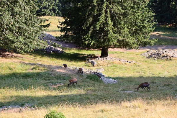 공원의 동물들에 이곳은 샤모니 계곡에서 1500M 자리잡은 공원으로 몽블랑 산맥에서 — 스톡 사진
