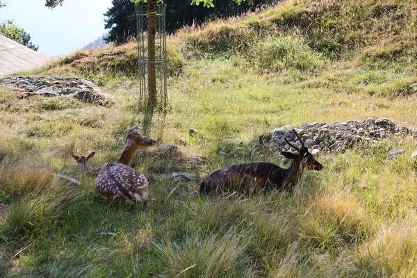 Blick Auf Tiere Merlet Park Ist Ein Park Einer Höhe — Stockfoto