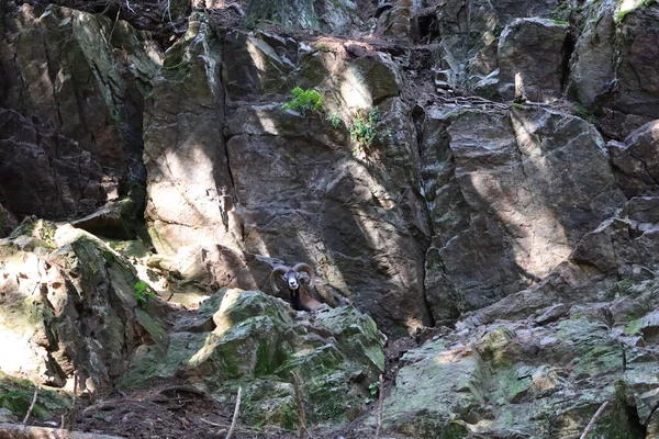 Merlet Park Taki Hayvanlara Bakın Chamonix Vadisi Nin 1500 Metre — Stok fotoğraf