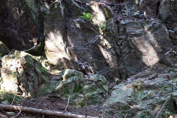 Vue Sur Les Animaux Dans Parc Merlet Est Parc Perché — Photo