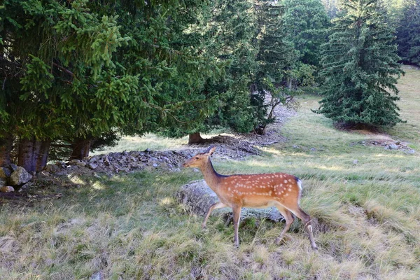 Kilátás Állatokra Merlet Parkban Chamonix Völgye Felett 1500 Magasságban Elhelyezkedő — Stock Fotó
