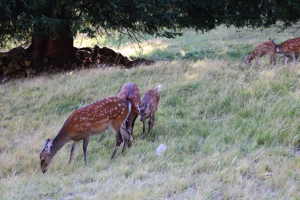 Uitzicht Dieren Het Merlet Park Het Een Park Een Hoogte — Stockfoto