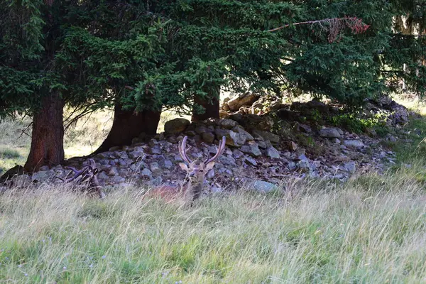 Utsikt Över Djur Merlet Park Det Park Uppflugen Höjd 1500 — Stockfoto