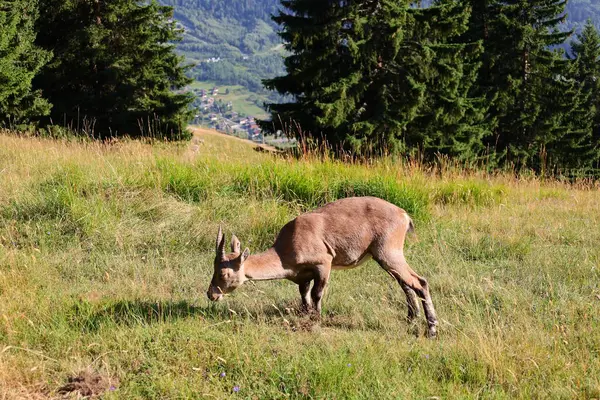 Вид Животных Мерлет Парке Park Perched Altitude 1500 Valley Chamonix — стоковое фото