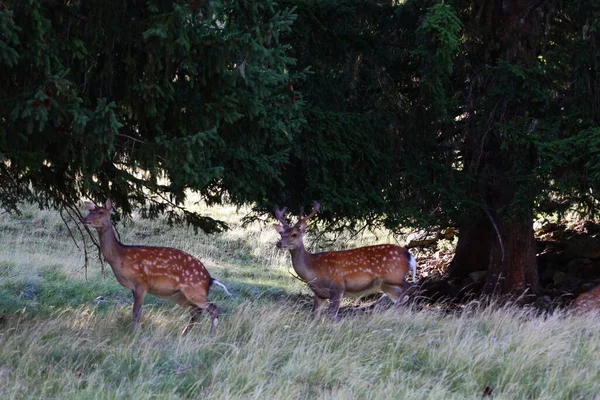 Vue Sur Les Animaux Dans Parc Merlet Est Parc Perché — Photo