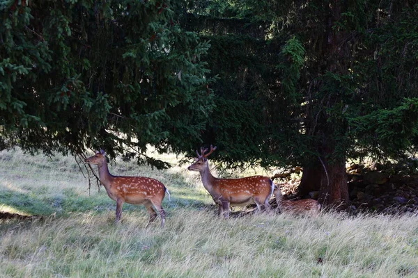 Vue Sur Les Animaux Dans Parc Merlet Est Parc Perché — Photo