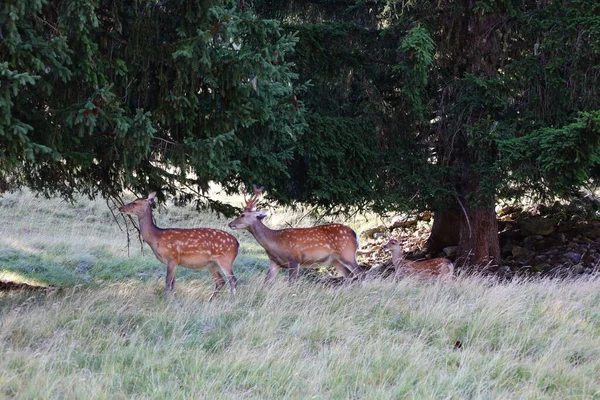 Vue Sur Les Animaux Dans Parc Merlet Est Parc Perché — Photo