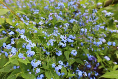 Haute-Savoi 'de Yvoire' nin göbeğinde bulunan Jardin des Cinq Sens 'in manzarası. 900' den fazla bitki çeşidi barındırıyor.
