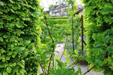 Haute-Savoi 'de Yvoire' nin göbeğinde bulunan Jardin des Cinq Sens 'in manzarası. 900' den fazla bitki çeşidi barındırıyor.