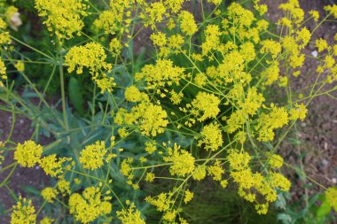 Haute-Savoi 'de Yvoire' nin göbeğinde bulunan Jardin des Cinq Sens 'in manzarası. 900' den fazla bitki çeşidi barındırıyor.