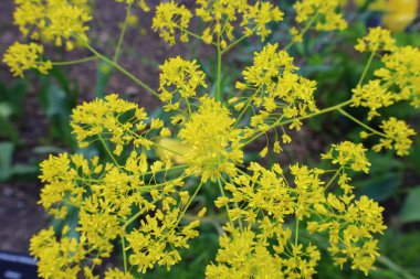 Haute-Savoi 'de Yvoire' nin göbeğinde bulunan Jardin des Cinq Sens 'in manzarası. 900' den fazla bitki çeşidi barındırıyor.