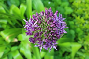 Haute-Savoi 'de Yvoire' nin göbeğinde bulunan Jardin des Cinq Sens 'in manzarası. 900' den fazla bitki çeşidi barındırıyor.