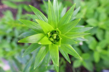 Haute-Savoi 'de Yvoire' nin göbeğinde bulunan Jardin des Cinq Sens 'in manzarası. 900' den fazla bitki çeşidi barındırıyor.
