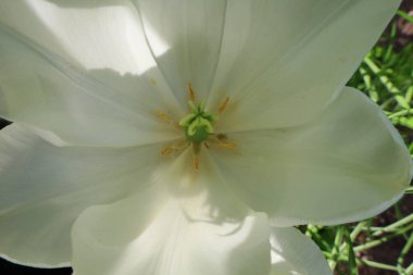 Haute-Savoi 'de Yvoire' nin göbeğinde bulunan Jardin des Cinq Sens 'in manzarası. 900' den fazla bitki çeşidi barındırıyor.