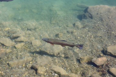 Blausee, Bernese Oberland, Kandergrund, İsviçre 'de bulunan bir göldür..