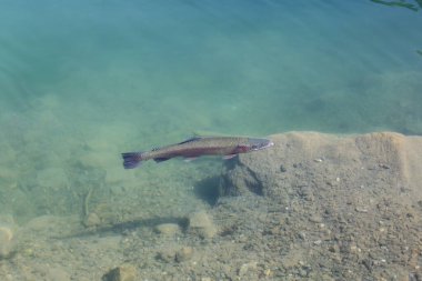 Blausee, Bernese Oberland, Kandergrund, İsviçre 'de bulunan bir göldür..