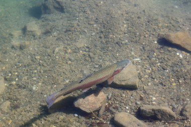 Blausee, Bernese Oberland, Kandergrund, İsviçre 'de bulunan bir göldür..
